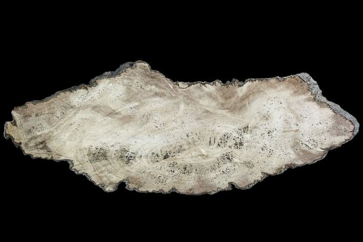 Polished Petrified Wood (Dicot) Slab - Texas #104955